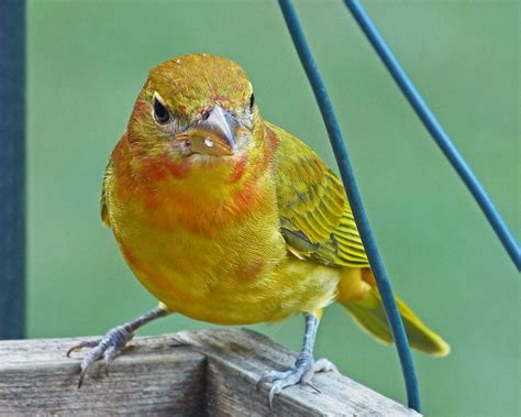 A young Summer Tanager male - FeederWatch