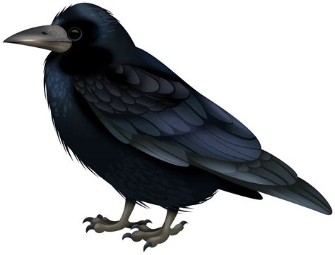 Crow Clipart Black Crow Clip Art Transparent Cartoon Free Cliparts ...