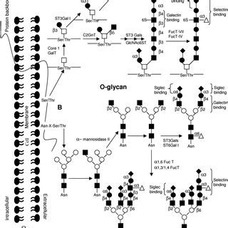 O-and N-glycan synthesis. (A) Synthesis and modifications of O-glycans ...