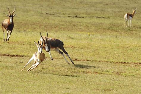 Shamwari Private Game Reserve | Eastern Cape Game Reserves