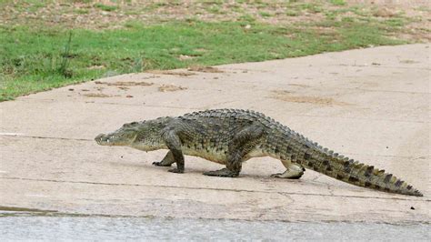 When and where do Nile crocodiles attack? Here’s what we found