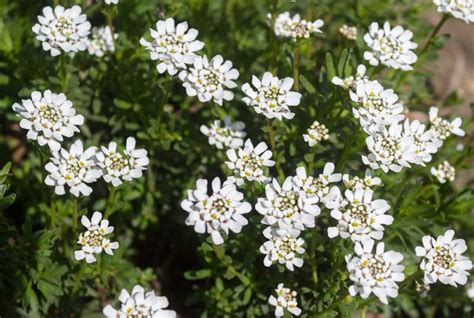 10 Beautiful White Flowering Perennials - Garden Lovers Club