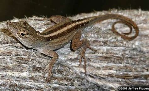 Brown Anoles - Animal Street