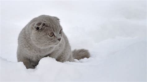 🔥 [40+] Cats in Snow Wallpapers | WallpaperSafari