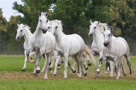 Herd Horses Running On Meadow Stock Photo - Image of cute, beautiful: 33624358 | Horses, Baby ...