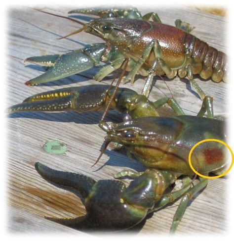 Rusty Crayfish Invasive Species