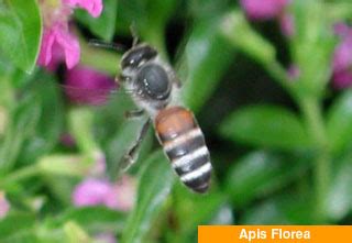 Insects Galore!: Dwarf Honey Bee Apis florea