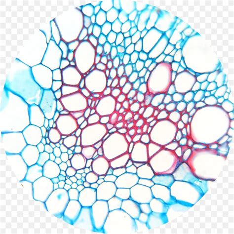 Xylem Phloem Microscope Slides Plant Cell, PNG, 1830x1830px, Xylem, Area, Cell, Chloroplast ...