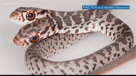 Rare, two-headed snake found in Palm Harbor home | wtsp.com