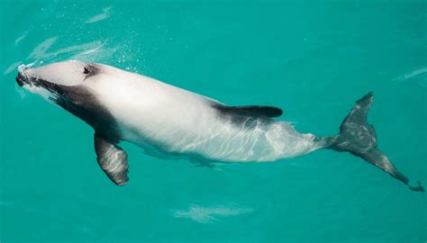 Fun Hector's Dolphin Facts For Kids | Kidadl