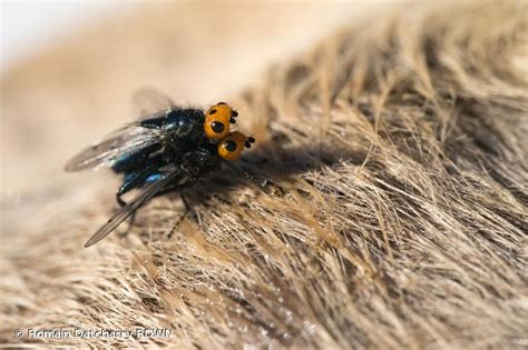 Thyreophora cynophila (Panzer, 1794) - Mouche gypaète, Mouche à tête orange, Thyréophore ...