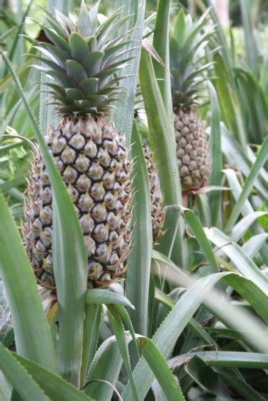 Pineapple Tree: Facts, uses, benefits, grow tips and care