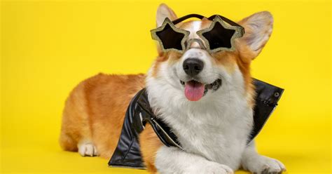 Tour de Corgi 2023: A Fun-Filled Corgi Carnival