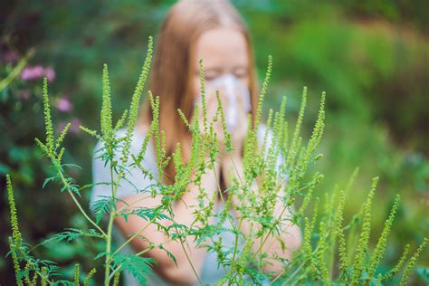 When Is Ragweed Season? Fall Allergy Symptoms Explained - Newsweek