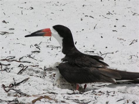 Black Skimmer Nesting Season | Clearwater, FL Patch