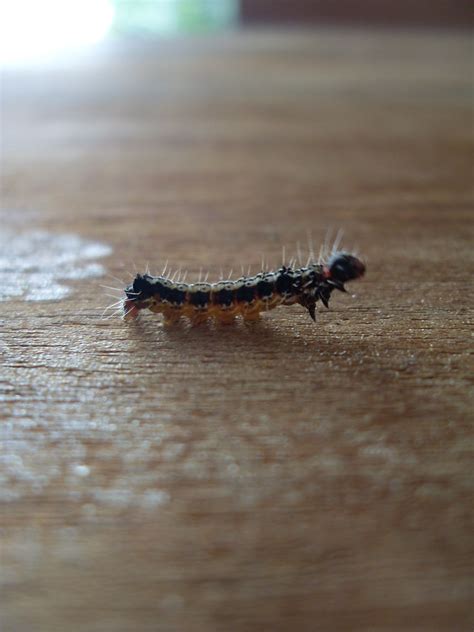 Caterpillar | Found this guy, on my apartment door (Mount La… | Flickr