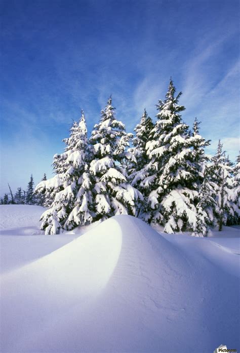 Snowy Trees