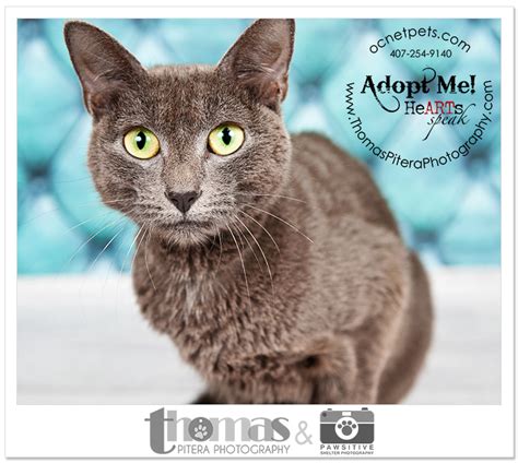 Adoptable Pets | Orlando, FL Rescue Portraits