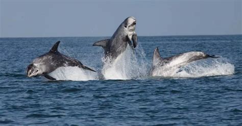 Footage of rare Risso dolphins off Gwynedd coast - Daily Post