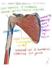 Subscapularis.pdf - of humerus tubercle lesser w GH fibrous capsule ...