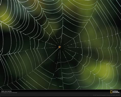 Spider Web wallpaper | 1280x1024 | #46653