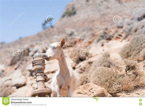 Thirsty goat stock image. Image of rusty, greece, crete - 76577825