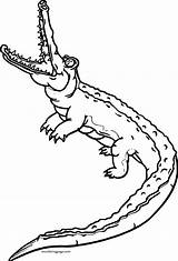 Alligator Coloring Pages sketch template
