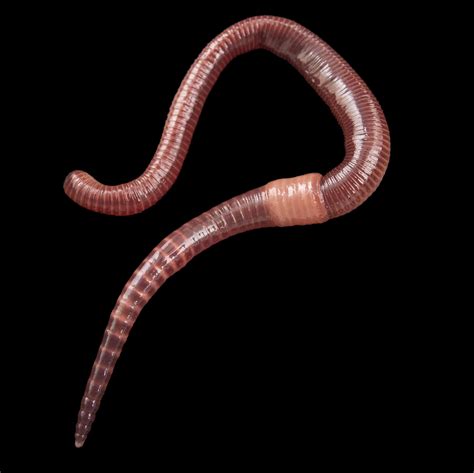 Earthworm