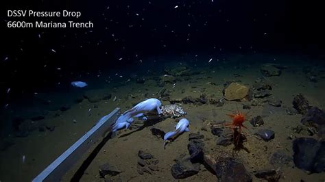 Mariana Trench: 6,600m Exploration - YouTube