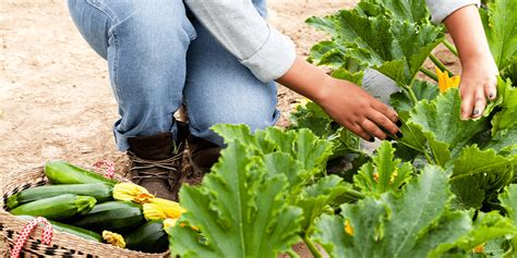 When to Harvest Summer Squash | Platt Hill Nursery | Blog & Advice