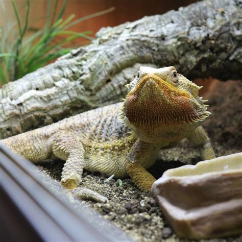 Bearded Dragon Breeders