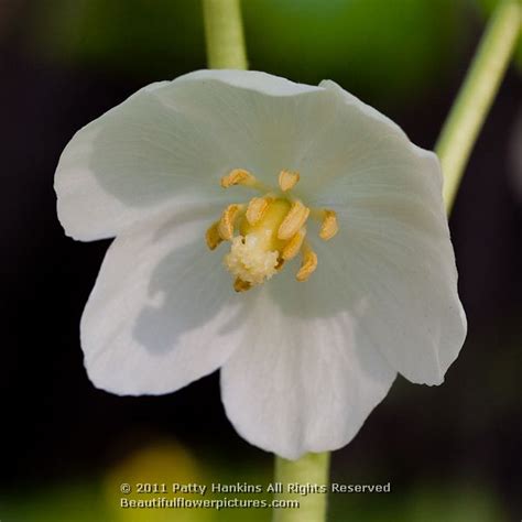 May Apple – Podophyllum peltatum :: Beautiful Flower Pictures Blog