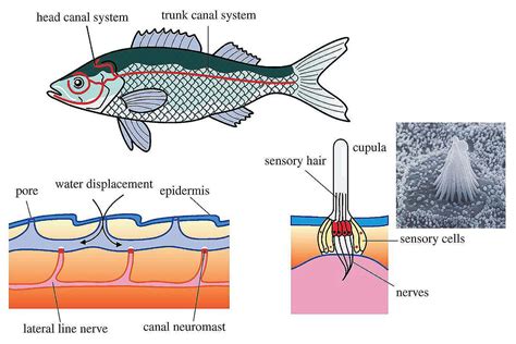 The Anatomy of Fish