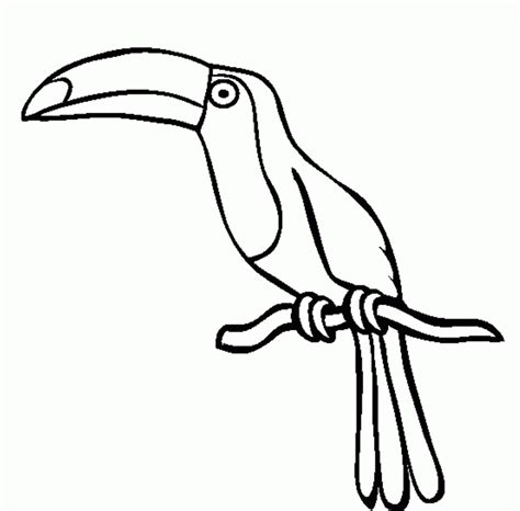 Toucan Bird Outline - ClipArt Best