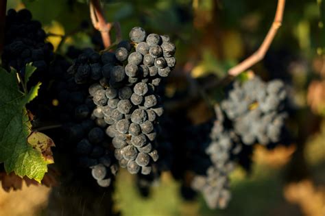 Bumper harvest calms fears of Burgundy wine bubble - YEN.COM.GH