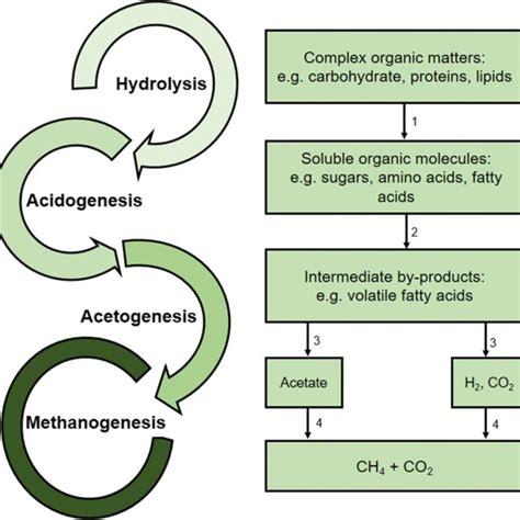 A schematic illustration of anaerobic digestion process. Adapted and ...