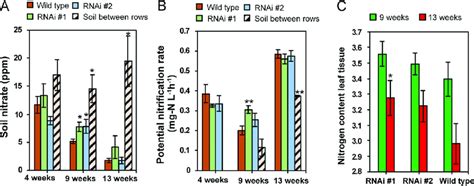 Soil nitrate concentration, potential nitrification rates of soil near... | Download Scientific ...