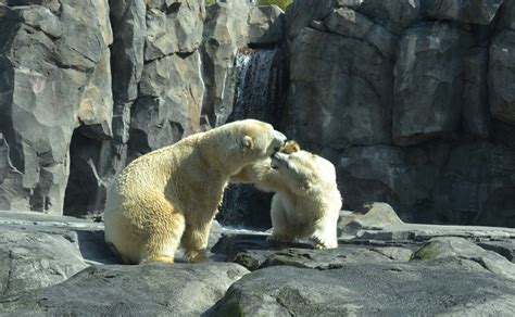 The Alaska Zoo | Travel, Photography, and Other Fun Adventures