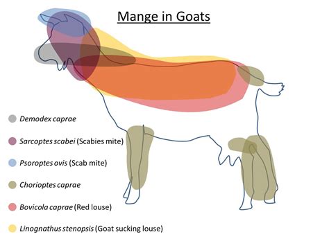 Mange in Goats: Guide to Symptoms, Medicine, Home Remedies & More