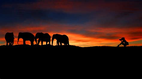 Photographer at Sunset Wild Elephants Silhouette 4K Wallpapers | HD Wallpapers | ID #29794