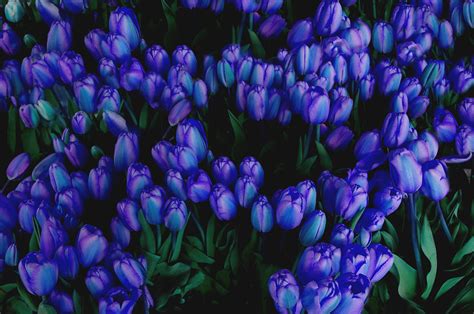 Blue Tulips by Tom Reynen