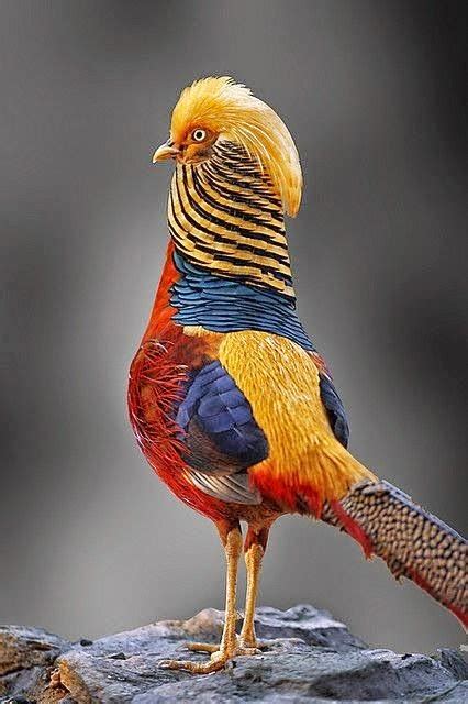 Birds And Animals: Golden Pheasant