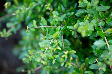 Yaupon Holly: The Forgotten Beverage - Lewis Ginter Botanical Garden