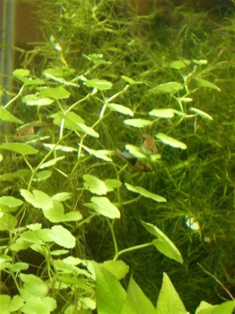 Harlequin Rasbora Breeding! | Aquatic Plant Forum