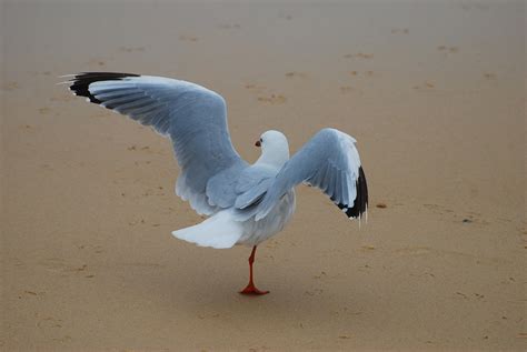 Seagull Bird Beach - Free photo on Pixabay - Pixabay