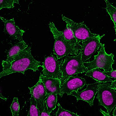 CD44 Standard Monoclonal Mouse Antibody (DF1485) - Biotium