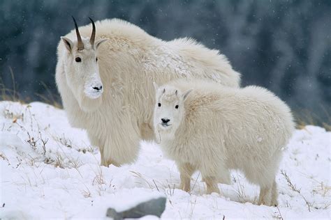 Love of mountain goats drives Glacier Park photographer Sumio Harada ...