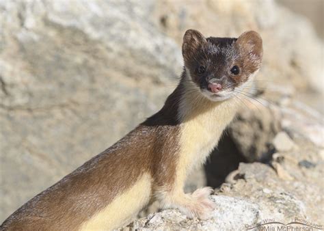 White Long Tailed Weasel