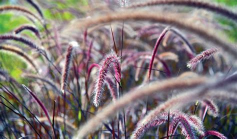 How to Grow and Care for Purple Fountain Grass