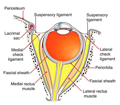 Suspensory and Test Ligaments of the Eye – Earth's Lab